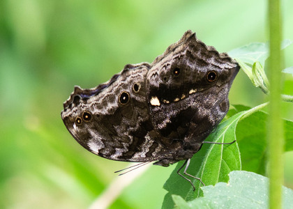 The butterfly Junonia temora temora photographed in Cameroon
