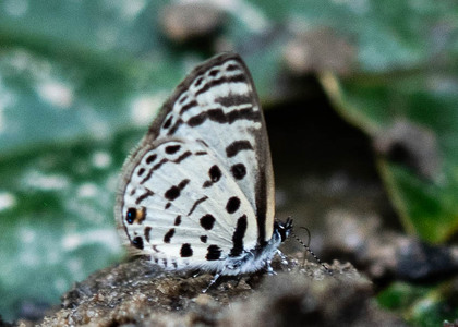 The butterfly Azanus mirza photographed in Cameroon