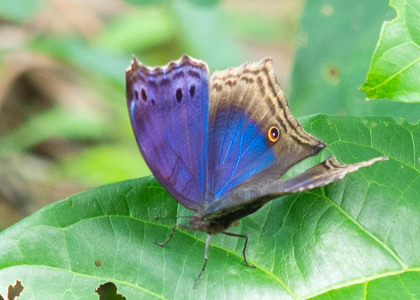 The butterfly Junonia temora temora photographed in Mengueme trail, Ebogo,Cameroon