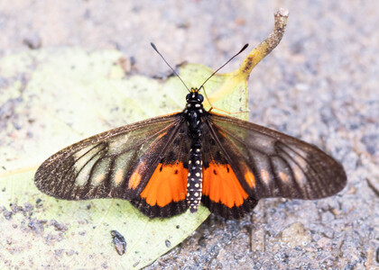 The butterfly Telchinia peneleos peneleos photographed in Cameroon