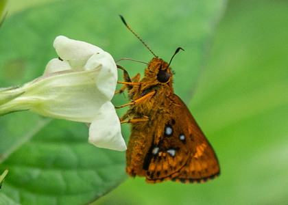 The butterfly Osmodes distincta photographed in Mengueme trail, Ebogo,Cameroon