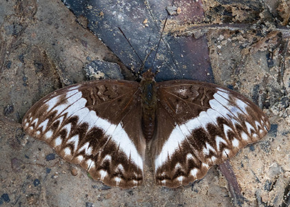 The butterfly Cymothoe jodutta ciceronis photographed in Cameroon