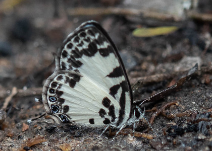The butterfly Tuxentius carana photographed in Cameroon