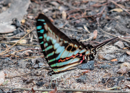 The butterfly Graphium policenes photographed in Mengueme trail, Ebogo,Cameroon