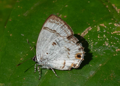 The butterfly Anthene sylvanus sylvanus photographed in Ebogo,Cameroon