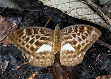 The butterfly Bebearia mandinga photographed in Mengueme trail, Ebogo,Cameroon