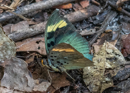 The butterfly Euphaedra medon photographed in Mengueme trail, Ebogo,Cameroon
