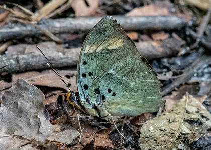 The butterfly Euphaedra medon medon photographed in Cameroon
