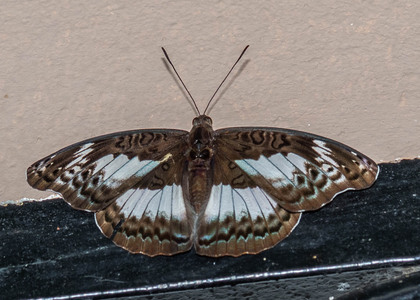 The butterfly Euryphura isuka photographed in Cameroon