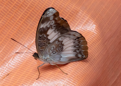 The butterfly Euryphura isuka photographed in Cameroon