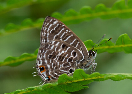 The butterfly Anthene larydas photographed in Cameroon