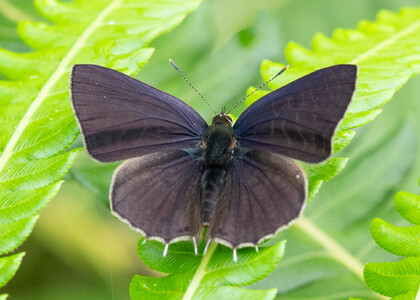 The butterfly Anthene larydas photographed in Cameroon