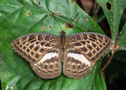 The butterfly Bebearia mandinga photographed in Cameroon