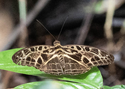 The butterfly Evena oberthueri photographed in Ebogo,Cameroon