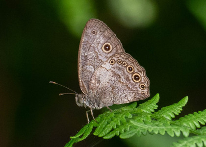 The butterfly Bicyclus dorothea dorothea photographed in Cameroon
