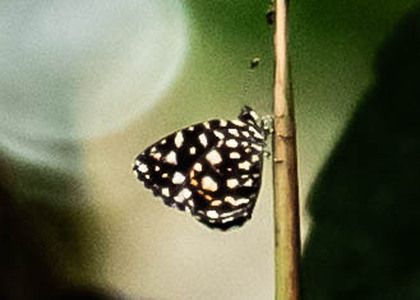 The butterfly Micropentila adelgitha photographed in Ebogo,Cameroon