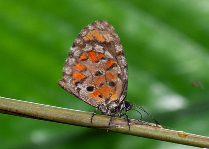The butterfly Mimeresia libentina isabellae photographed in Cameroon