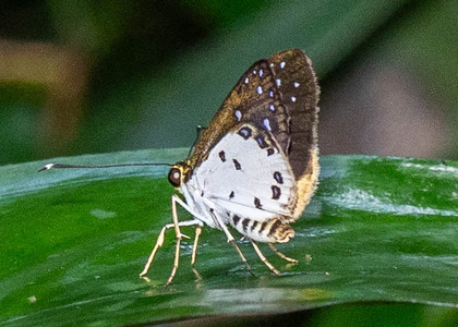 The butterfly Ceratrichia nothus photographed in Cameroon