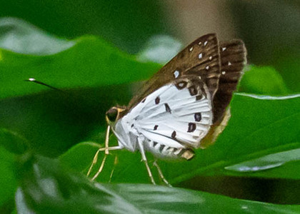 The butterfly Ceratrichia nothus photographed in Ebogo,Cameroon