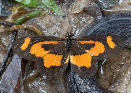 The butterfly Telchinia bonasia photographed in Cameroon