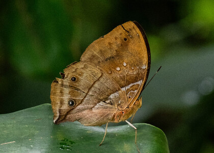 The butterfly Kallimoides rumia kassaiensis photographed in Cameroon