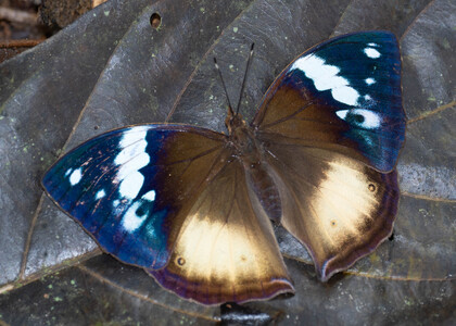 The butterfly Kallimoides rumia kassaiensis photographed in Cameroon