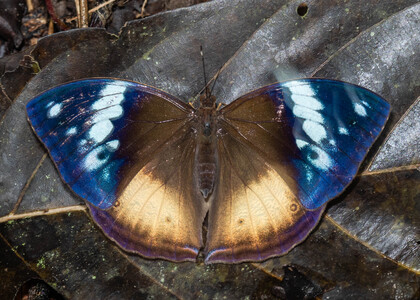 The butterfly Kallimoides rumia kassaiensis photographed in Cameroon