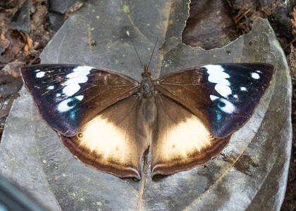 The butterfly Kallimoides rumia kassaiensis photographed in Cameroon