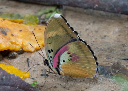The butterfly Euphaedra diffusa diffusa photographed in Cameroon