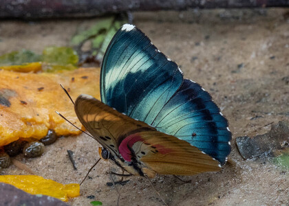The butterfly Euphaedra diffusa diffusa photographed in Cameroon