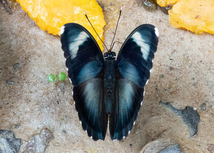 The butterfly Euphaedra diffusa diffusa photographed in Cameroon