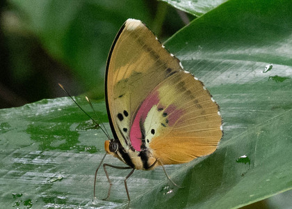 The butterfly Euphaedra diffusa diffusa photographed in Mengueme trail, Ebogo,Cameroon
