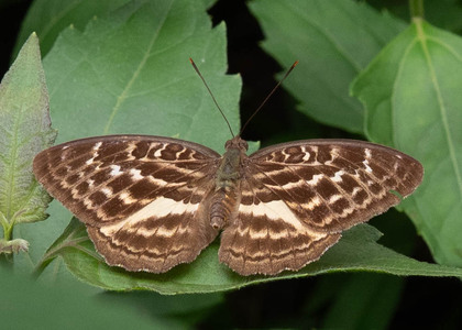 The butterfly Bebearia abesa photographed in Mengueme trail, Ebogo,Cameroon