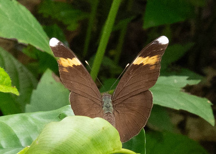 The butterfly Bebearia cf. flaminia photographed in Mengueme trail, Ebogo,Cameroon