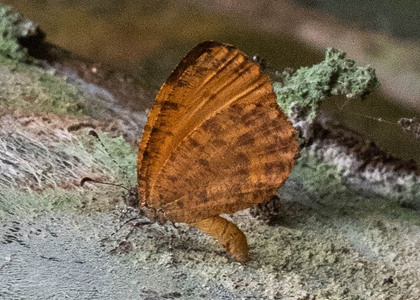 The butterfly Toxochitona gerda photographed in Ebogo,Cameroon