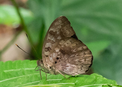 The butterfly Bebearia abesa photographed in Cameroon