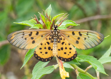 The butterfly Acraea neobule neobule photographed in Makondo,Cameroon