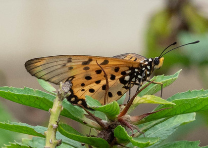 The butterfly Acraea neobule neobule photographed in Cameroon