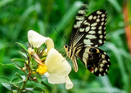 The butterfly Papilio demodocus photographed in Cameroon