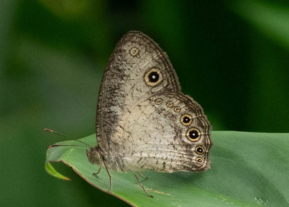 The butterfly Bicyclus dorothea dorothea photographed in Cameroon