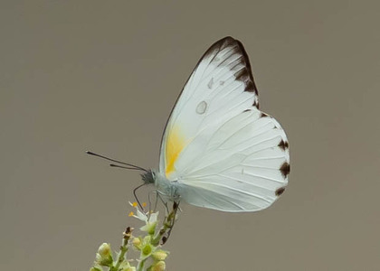 The butterfly Appias epaphia epaphia photographed in Makondo,Cameroon