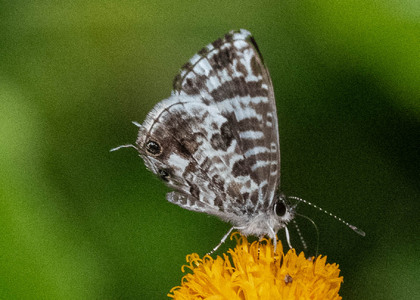 The butterfly Cacyreus lingeus photographed in Cameroon