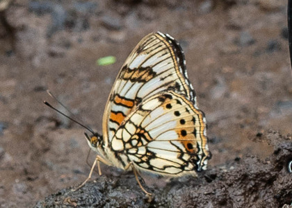 The butterfly Junonia sophia sophia photographed in Cameroon