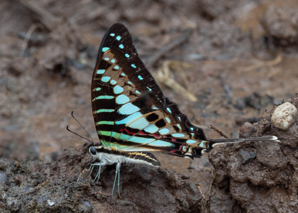 The butterfly Graphium policenes photographed in Cameroon