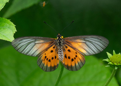 The butterfly Telchinia iturina iturina photographed in Cameroon