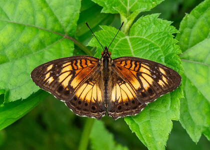 The butterfly Junonia sophia sophia photographed in Bakingili trail,Cameroon