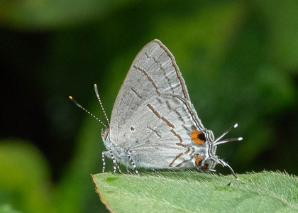 The butterfly Hypolycaena philippus philippus photographed in Cameroon