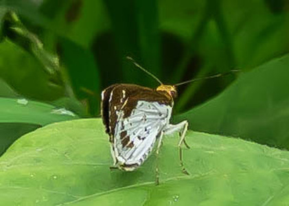 The butterfly Hypoleucis ophiusa photographed in Dikolo,Cameroon