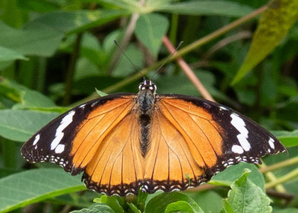 The butterfly Hypolimnas misippus photographed in Bimbia roadside,Cameroon