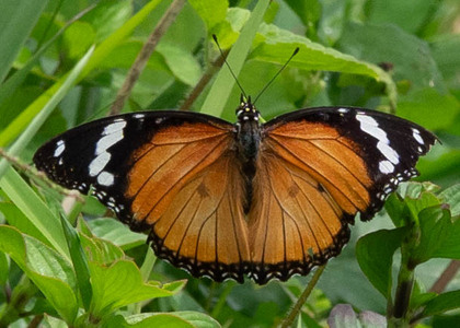 The butterfly Hypolimnas misippus photographed in Cameroon
